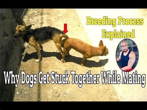 dogs breeding stuck together|More.